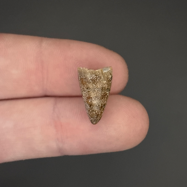 Mahajangasuchus Tooth