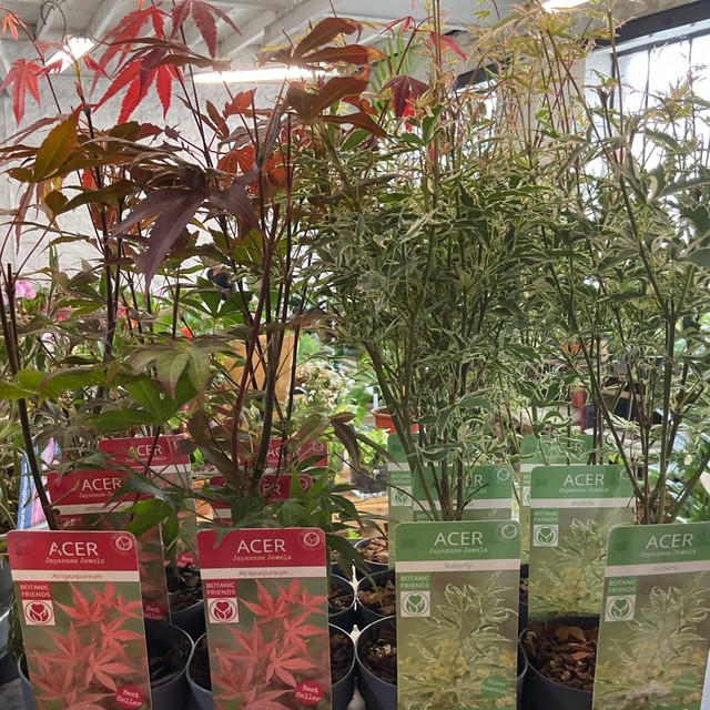 Acer palmatum