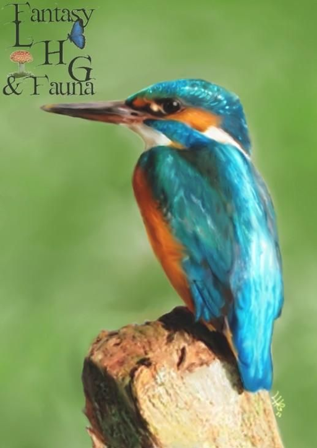 Kingfisher Greeting Card