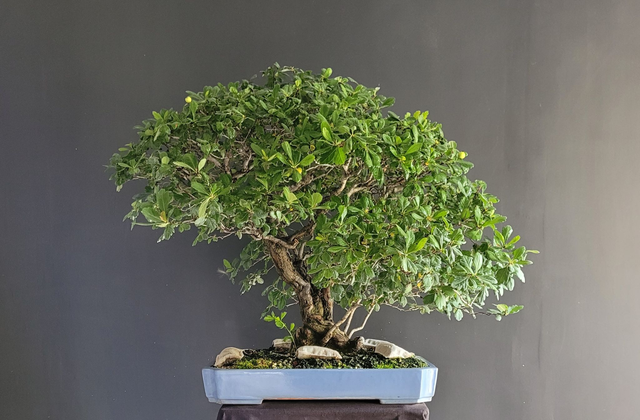 aubépine japonaise