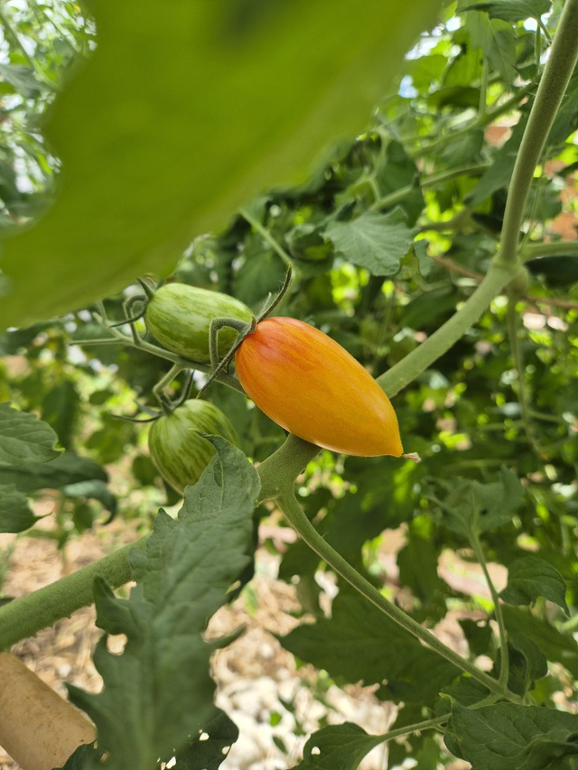Tomate cocktail Blush