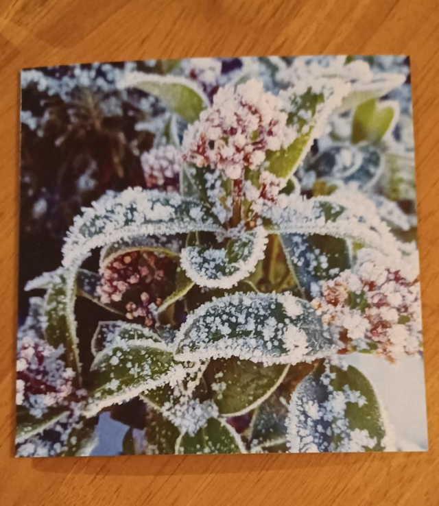 Frosty Skimmia greetings card