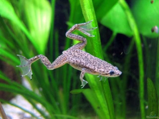 Rana nana (Hymenochirus boettgeri)