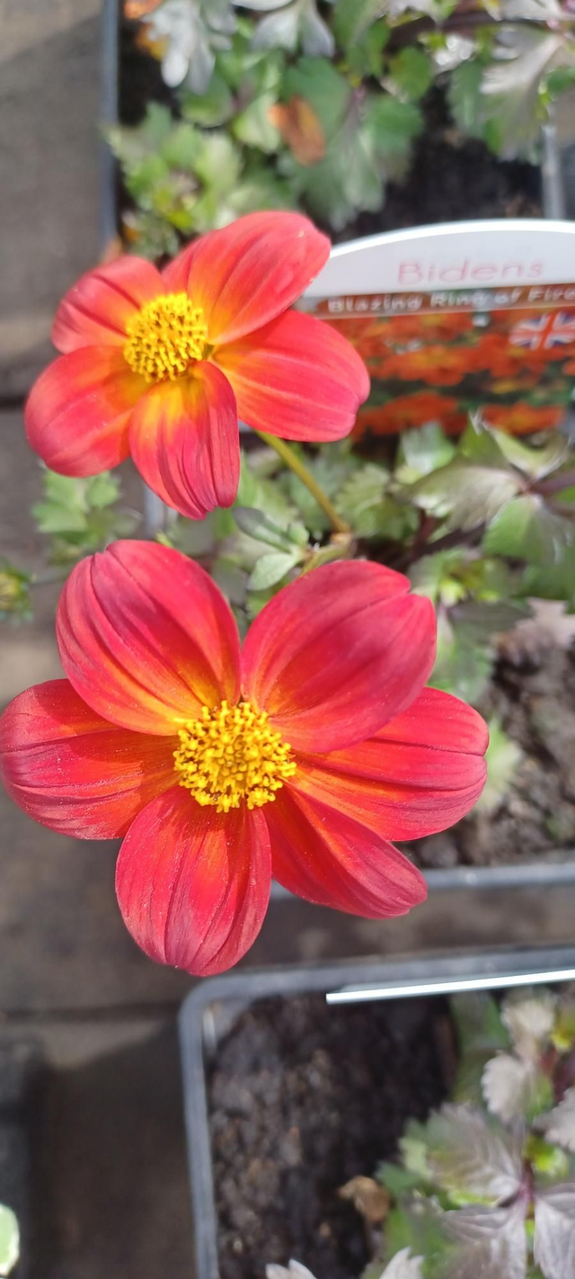 Bidens Blazing Ring of Fire