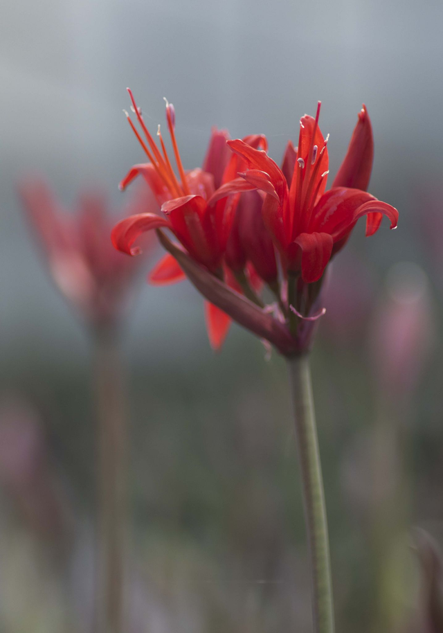 N. Tamila x Grandeur - Nerine Sarniensis