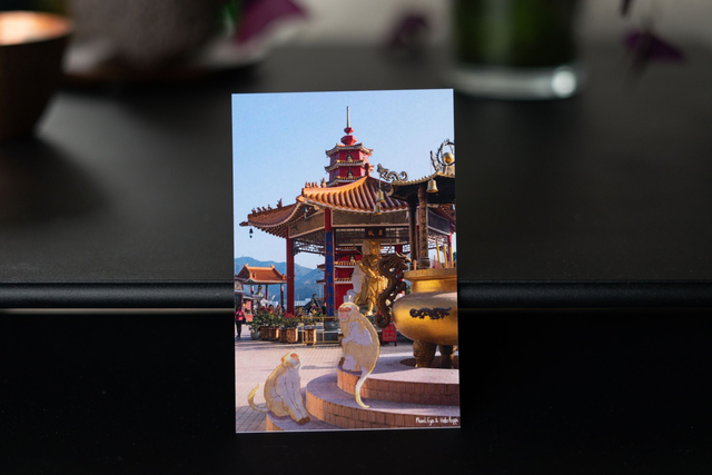 Carte postale &quot;Monkeys&quot;