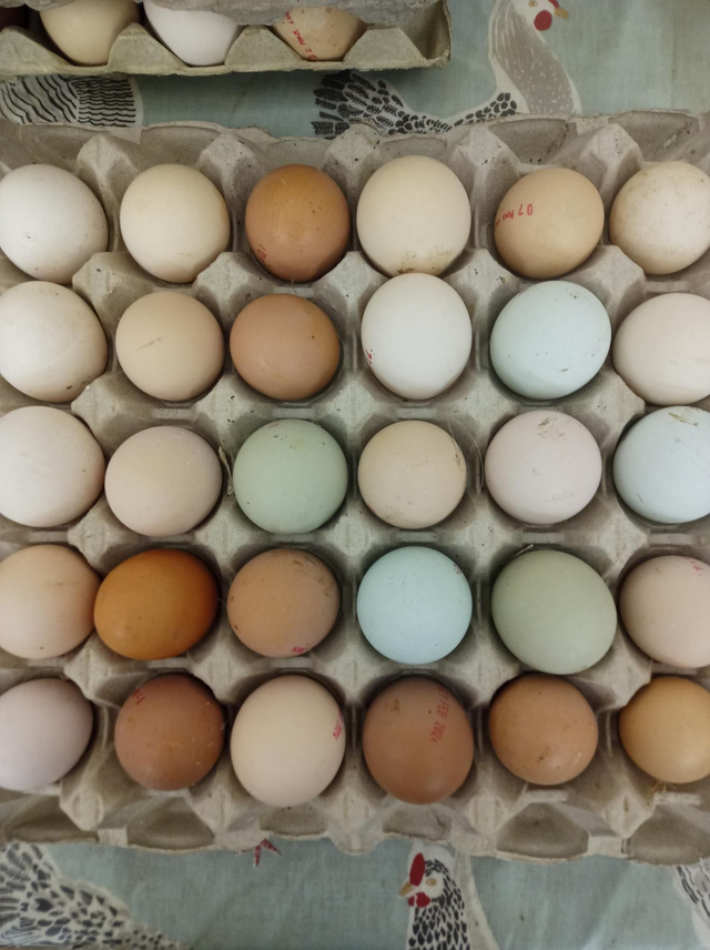 Tray of 30 eggs 