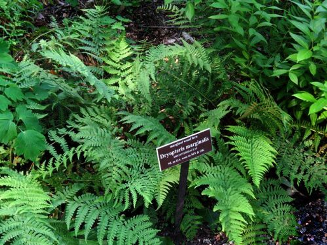 Dryopteris marginalis 