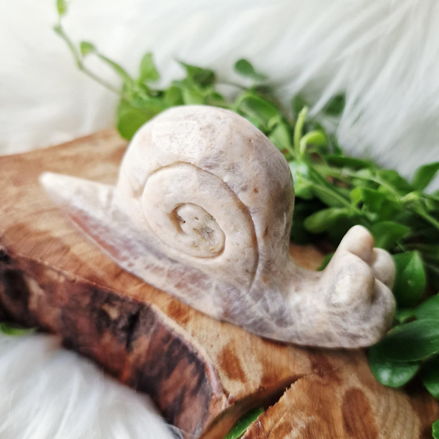 Moonstone snail 