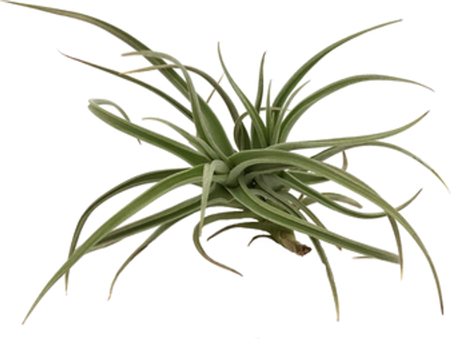 Tillandsia inca gold