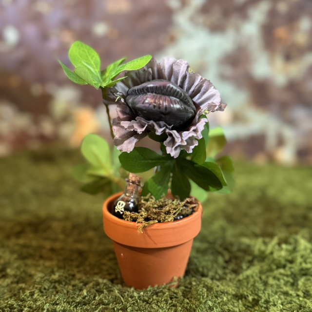 5.🌱 Specimen Name: The Mourning Bloom