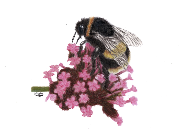 Bumblebee Collecting Nectar Verbena