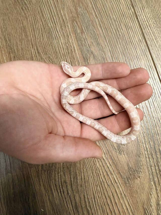 CB26 Snow Corn Snake