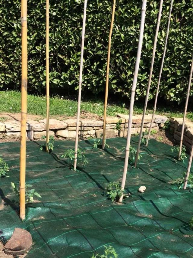 Telo Pacciamatura Cover Pro Verde