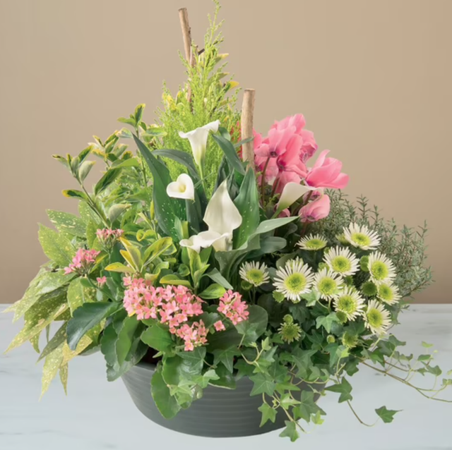 Composition de plantes - Souvenirs Inoubliables 