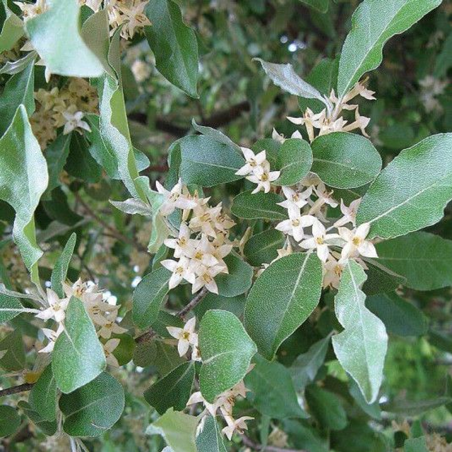 Eleagnus umbellata AB - Chalef d’automne