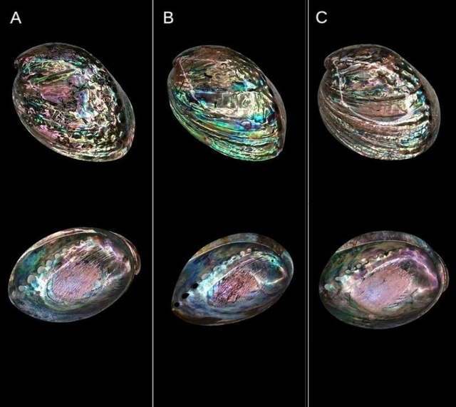 Coquille d&#039;ormeau 