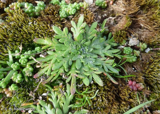 Plantain corne-de-cerf (Plantago coronopus)