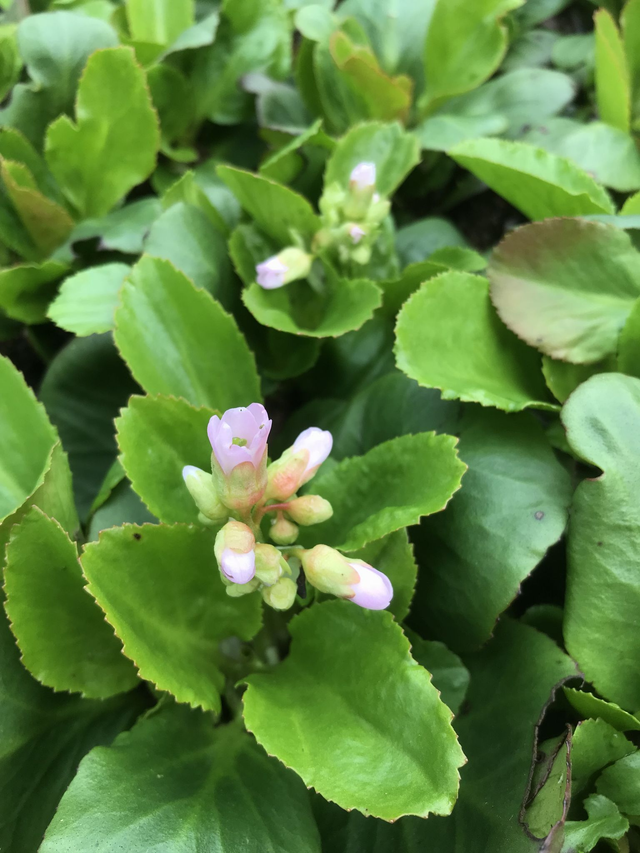 Bergenia &#039;Baby Doll&#039; P9