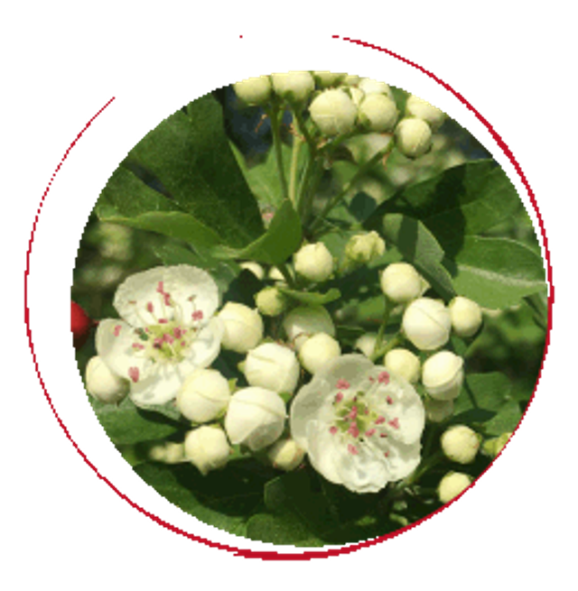 Macération solaire d’Aubépine