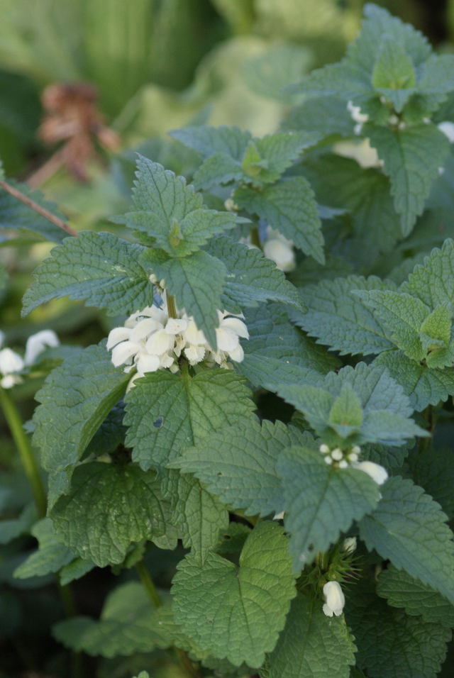 Alcoolature Lamier blanc