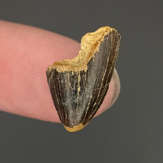 Tyrannosaur Tooth Tip
