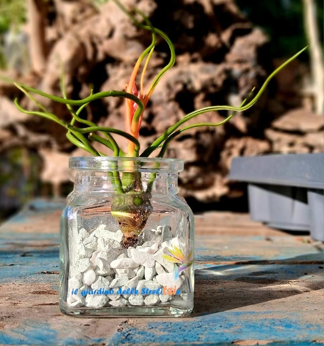 C114 . Tillandsia in vasetto di vetro