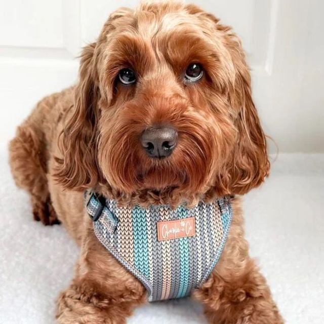 Charlie &amp; Co - Made with Woof - Step-in Harness 