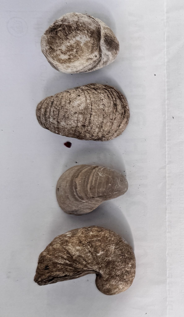 Fossilised shells - four