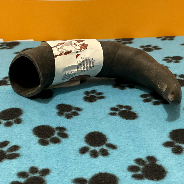 Corne de Buffle (Format : M)