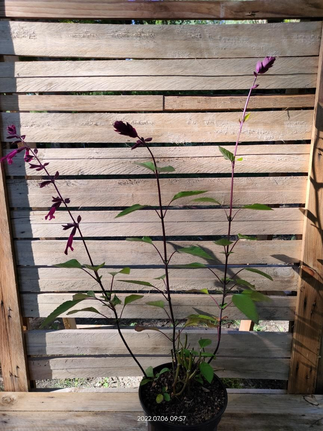 Salvia x 'Love &amp; Wishes' - C2l