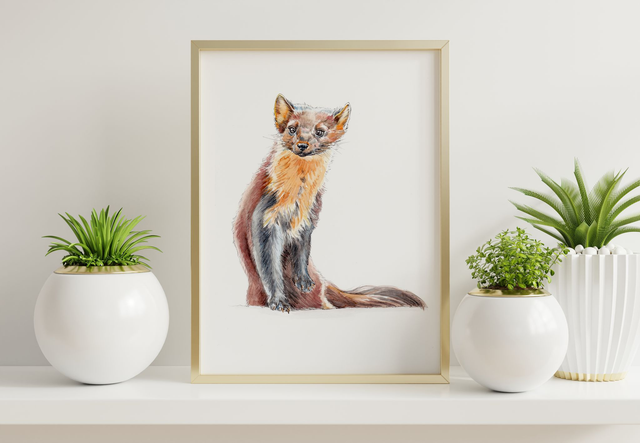 Pine Marten Print - After an original ink and watercolour illustration