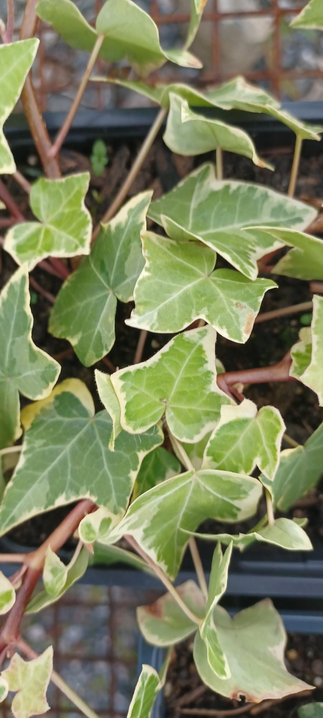 Ivy variegated