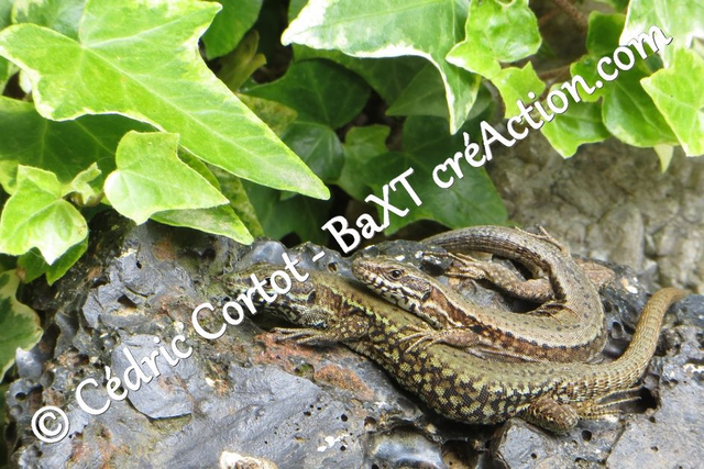 Impression sur alu dibond - Le petit monde du Vivant (ref 5720)