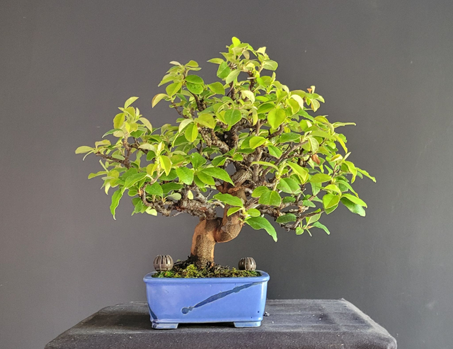 (A003) pseudocydonia