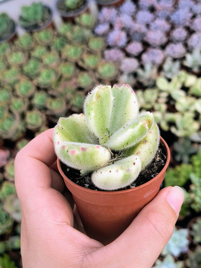 Cotyledon tomentosa variegata "Garrita de oso variegata"