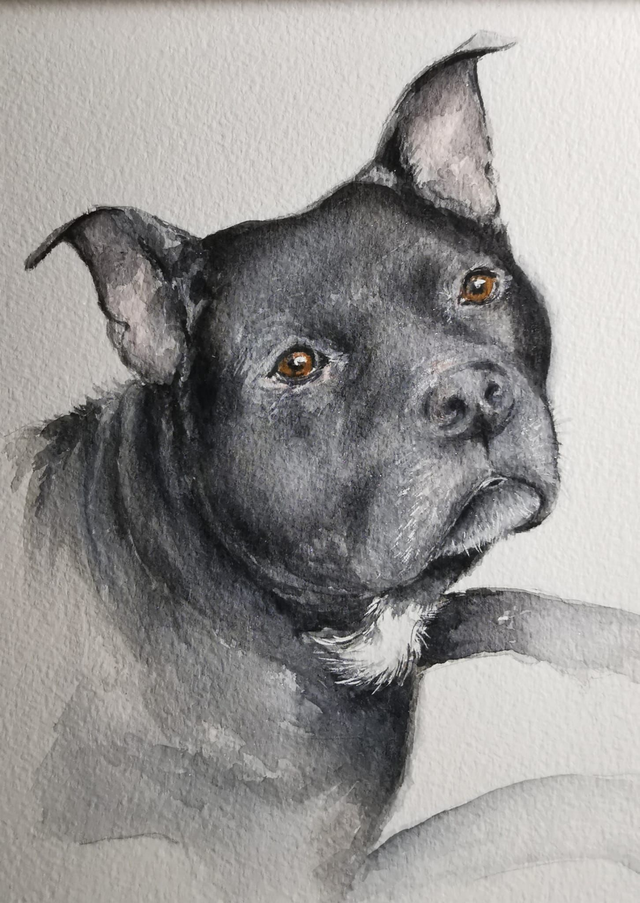 Watercolour Pet Portraits