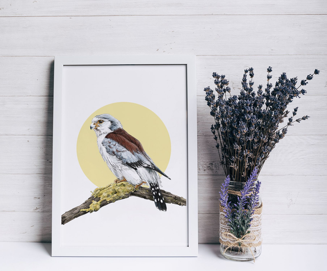 Pygmy Falcon Print - After an original ink and digitally coloured illustration