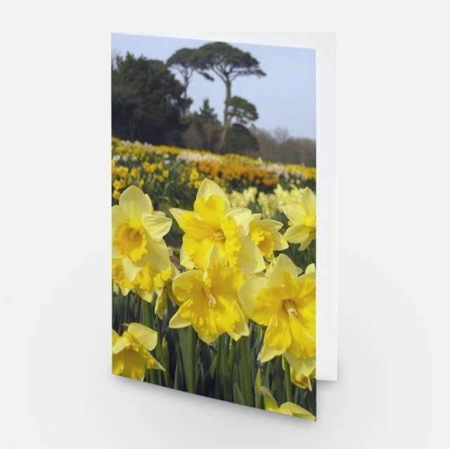 Fields of National Daffodil collection flowers greeting card