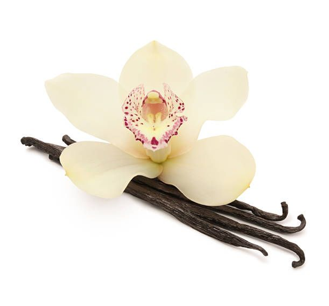 Vanilla Orchid