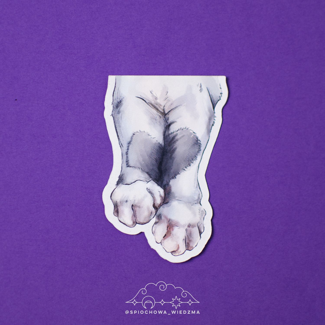 Kocie łapki | ZWIERZĘTA