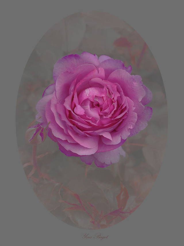 Rose Yves Piaget