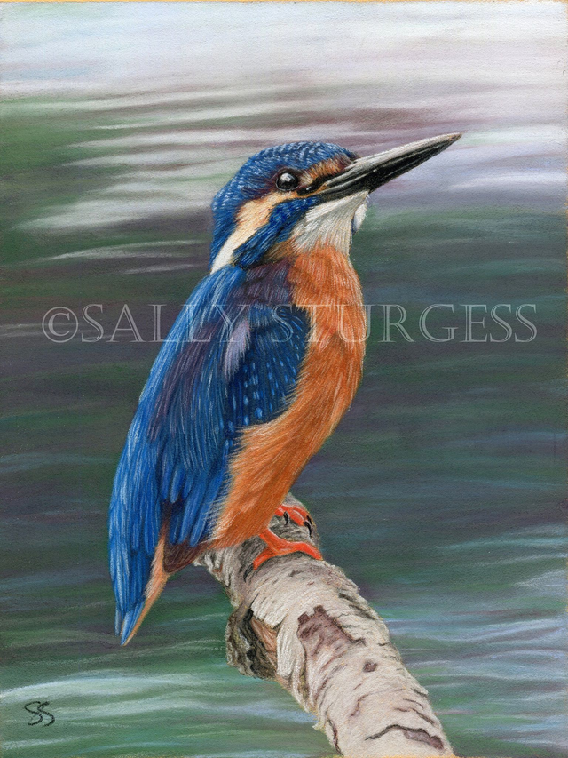 "Kingfisher" 7.5x5.5" Limited Edition Print