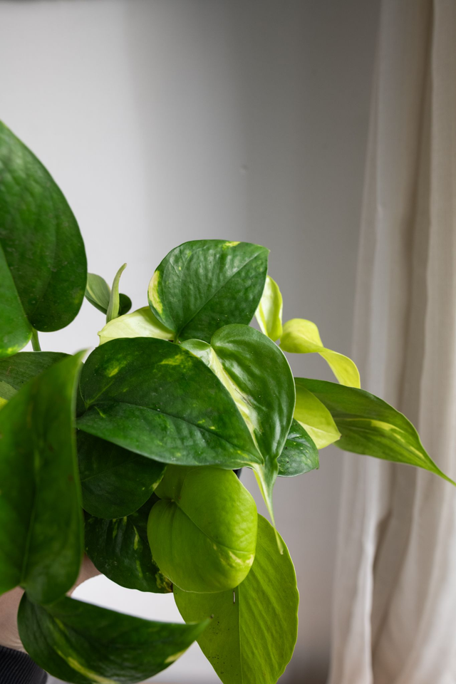 Mix Golden Pothos & Philodendron Brasil 🌿