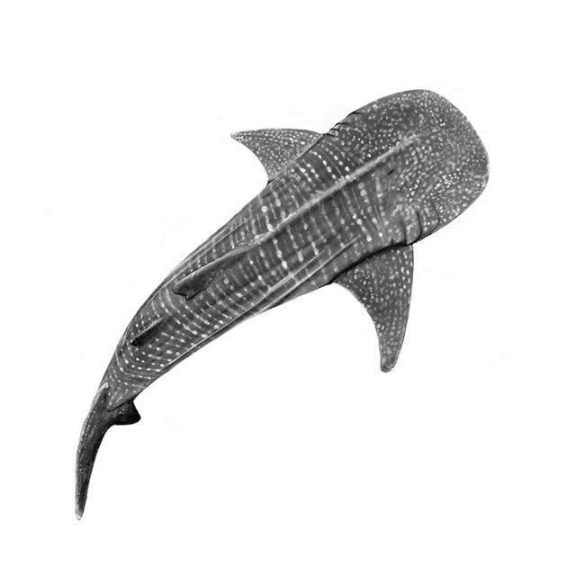 Requin Baleine N&amp;B