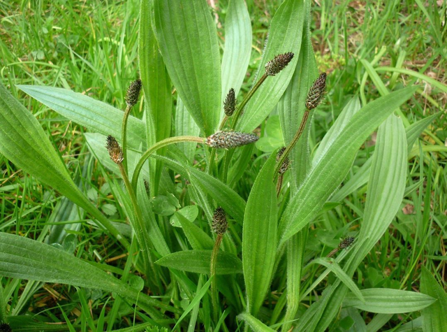 Plantain Lancéolé (Plantago Lanceolata) Teinture Mère 100 ml