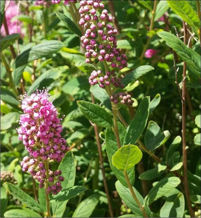 Spirea billardii - 1ltr pot