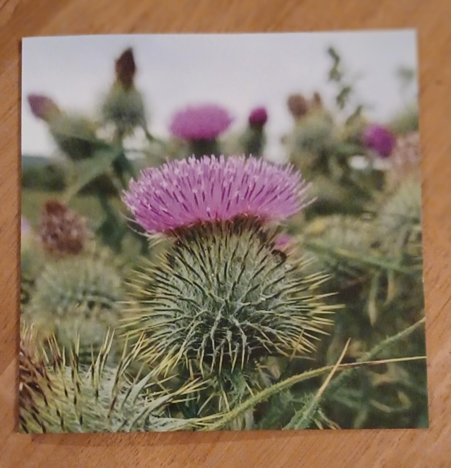 Scottish Thistle greetings card