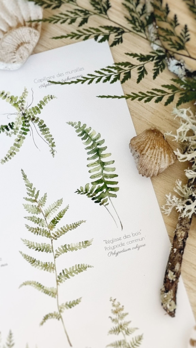 Affiche "Fougères élégantes"