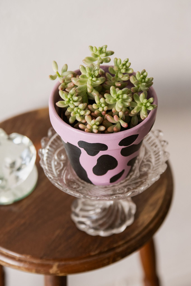 Sedum aurora 'Jelly Beans' 🌿